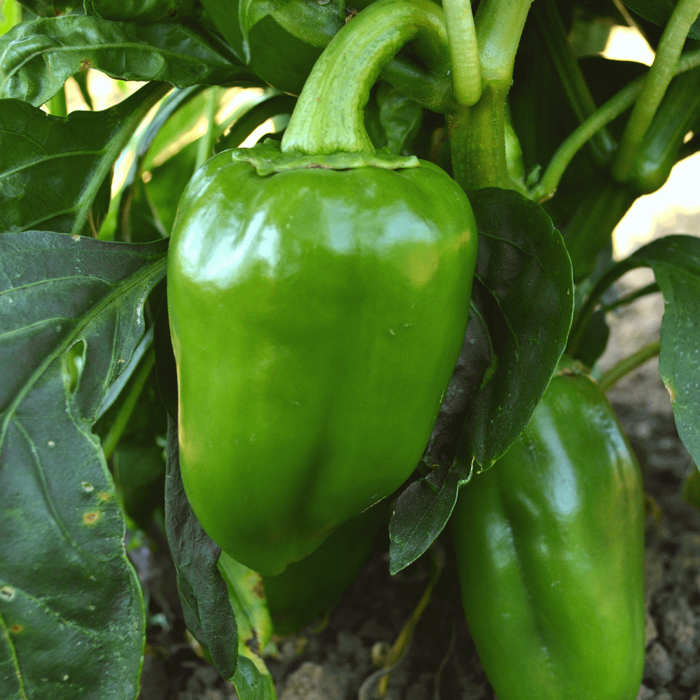 Pimento Pepper Seeds Sweet Pepper Seeds for Sale