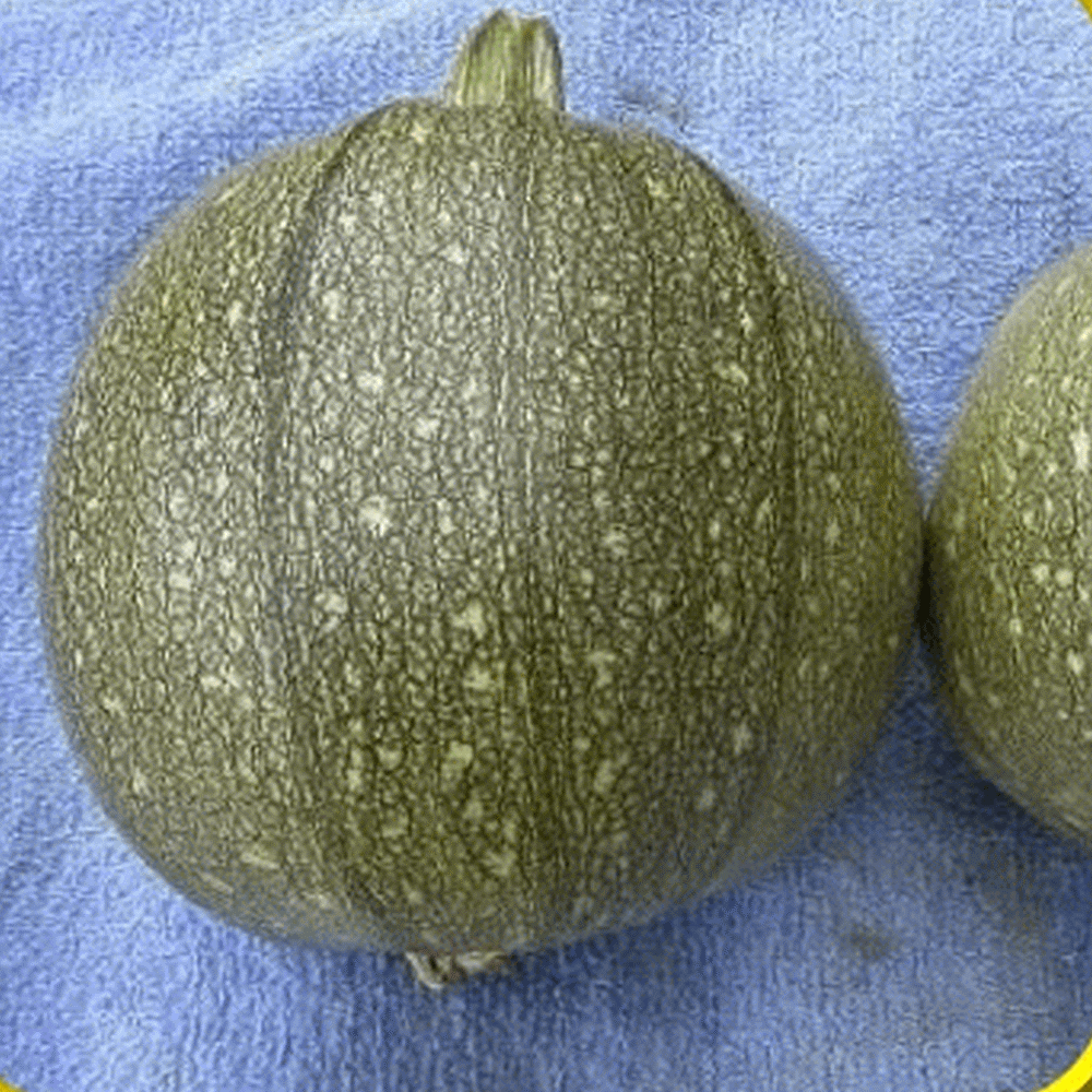 Round Zucchini Seeds Zucchini Seeds for Planting