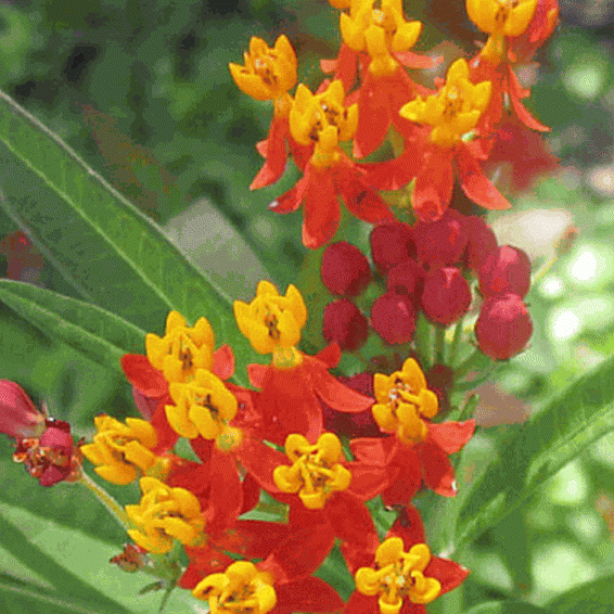 These white bloodroot flowers have 8 to 12 petals growing on leafless stems that rise above the foliage of this charming plant. Asclepias Curassavica Seeds Blood Flower Milkweed