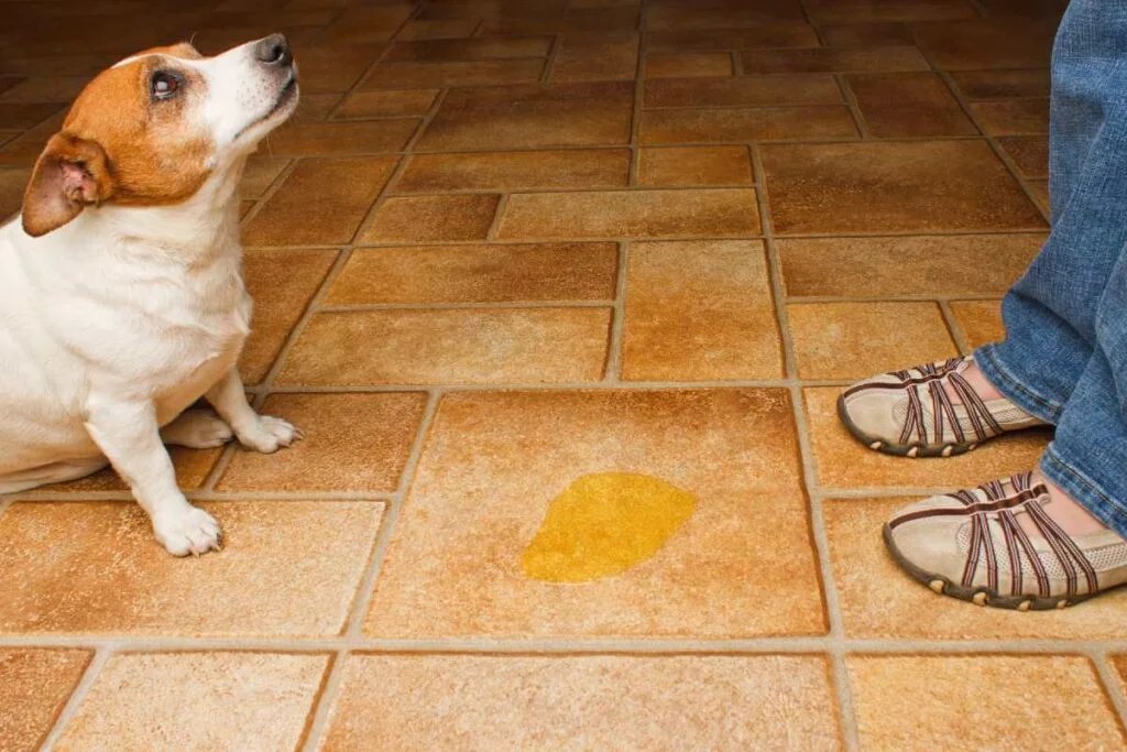 How Do You Stop An Older Dog From Peeing On The Carpet at Jacki Vasquez
