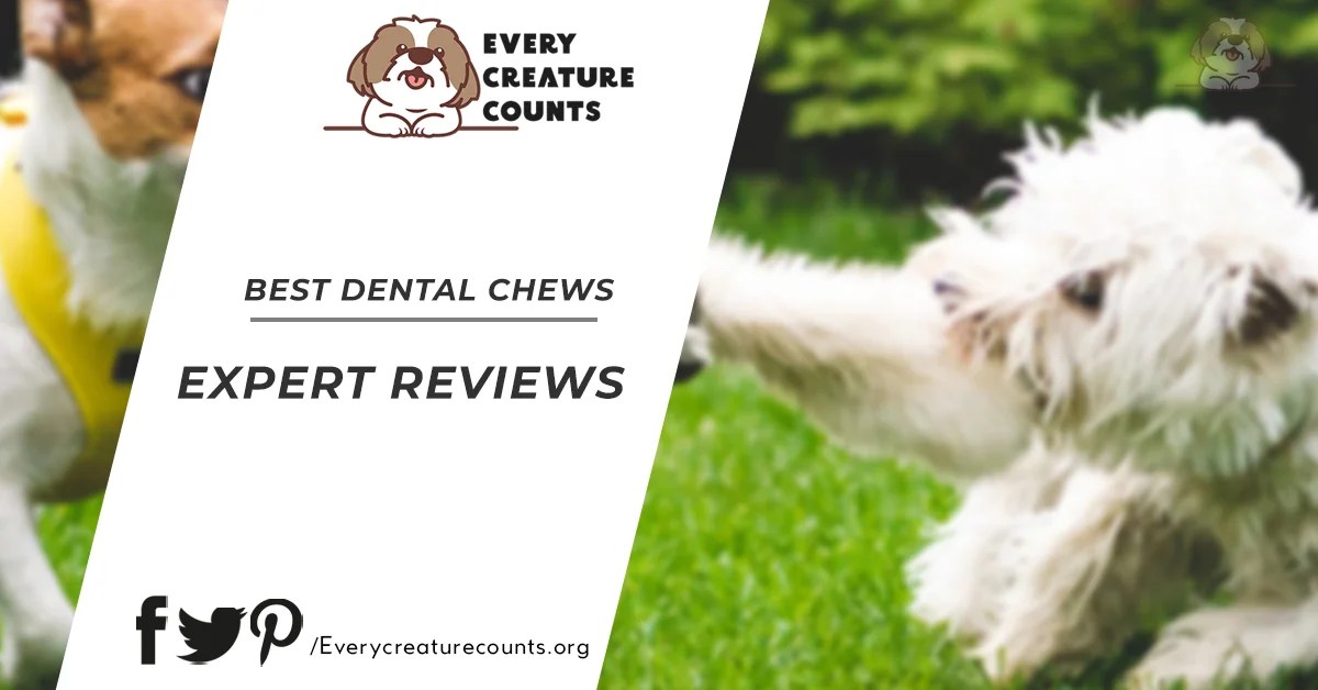 The Best Dental Chews For Dogs Every Creature Counts
