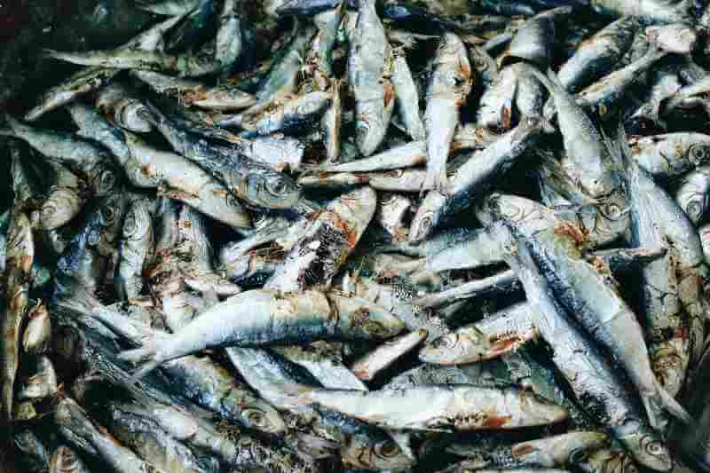 Dried Fish for Dogs Can They Eat It Safely? Every Creature Counts