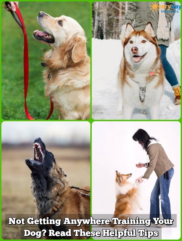 Dog Not Getting Potty Training Every Day Interests