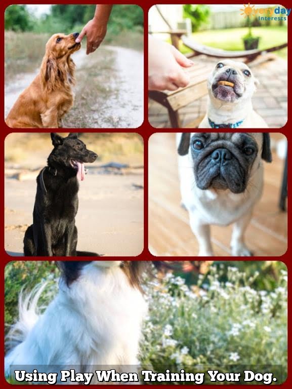 Using Play When Training Your Dog. Every Day Interests