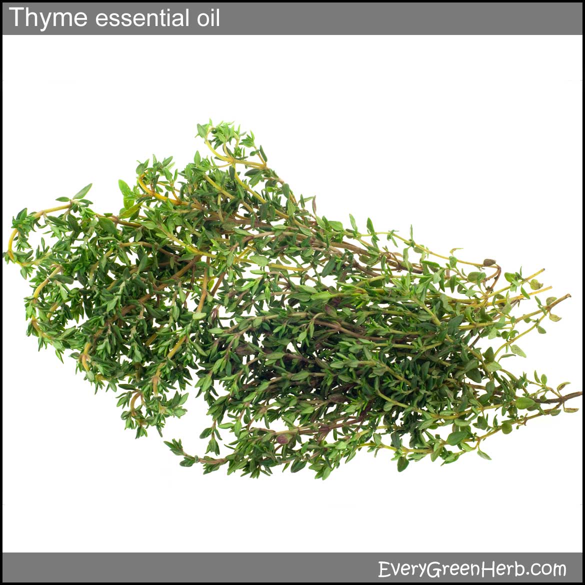Tips for using thyme in herbal medicine and aromatherapy