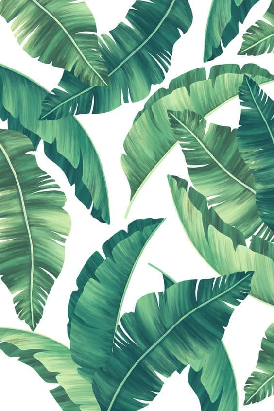 Tropical Leaf Wallpaper