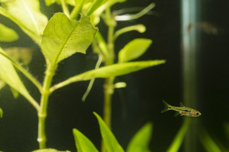 Chili Rasbora Guide The Jewel Of Low Light Aquariums Everything