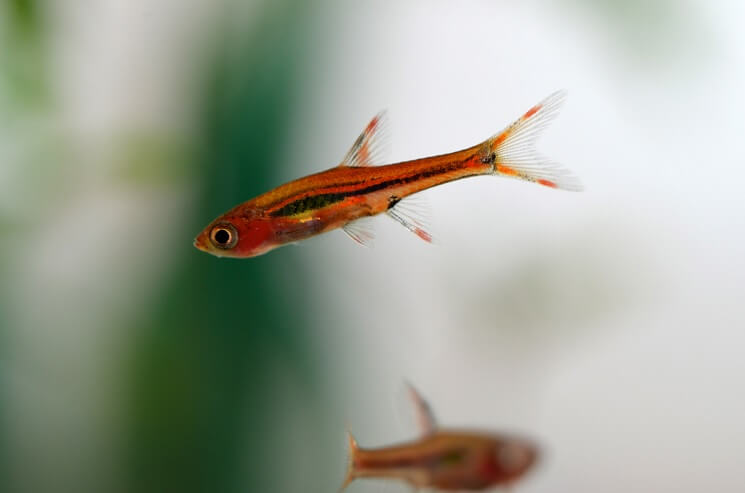 Chili Rasbora Guide The Jewel Of Low Light Aquariums Everything