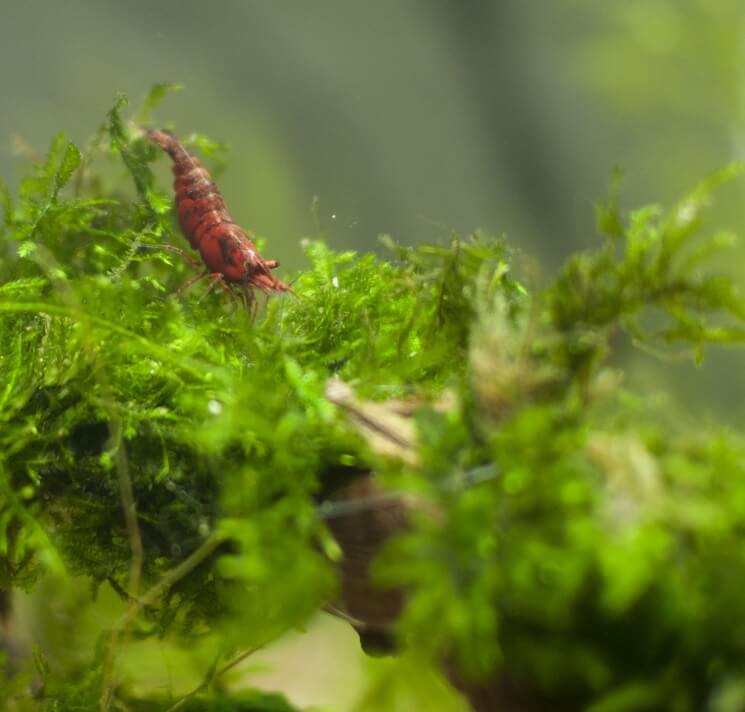 Java Moss Everything To Know About This Marvelous Moss Everything