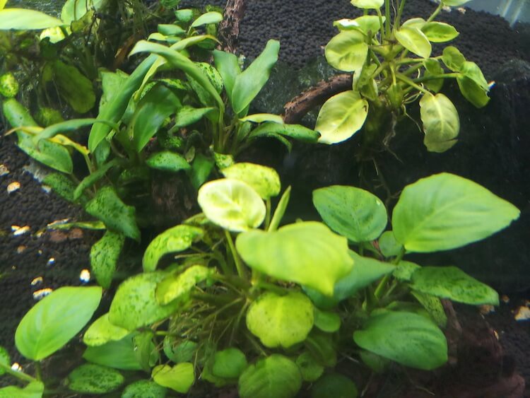 25+ Best Low Light Aquarium Plants Easy & Low Maintenance Everything