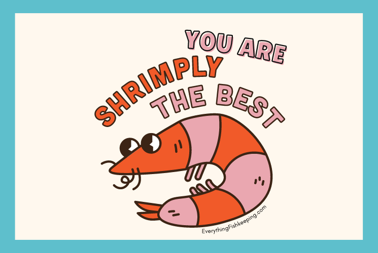 250+ Fintastic Fish Puns The Complete List Everything Fishkeeping