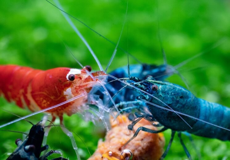 Crystal Red Shrimp Complete Care Guide, Breeding and More… Everything