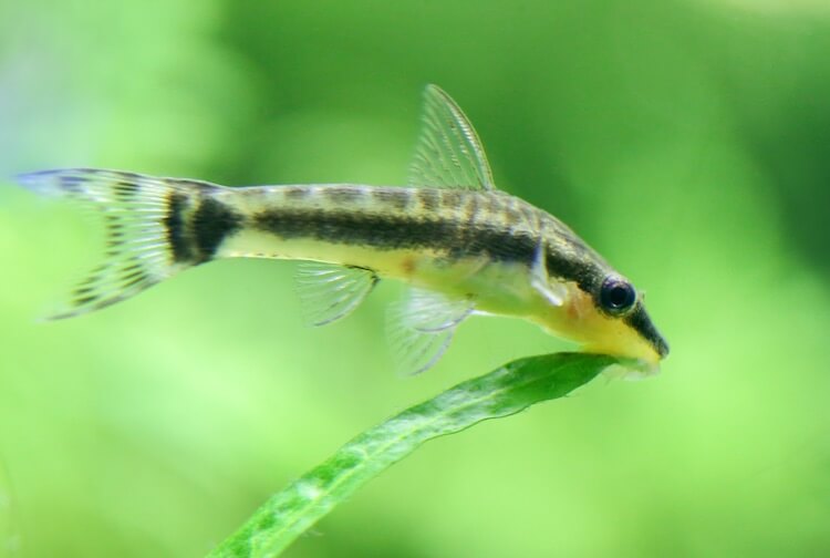 Top 17 Best Nano Fish For Beginners By Size Everything Fishkeeping