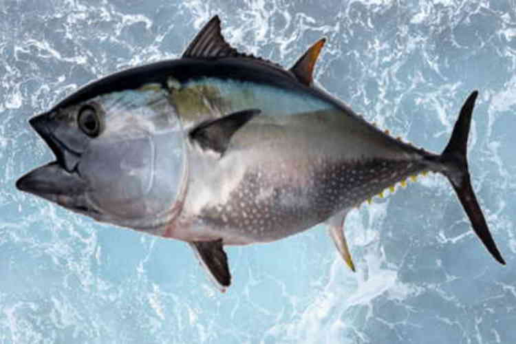 Can Shih Tzu Eat Fish? Pros and Cons of Dogs Eating Fish
