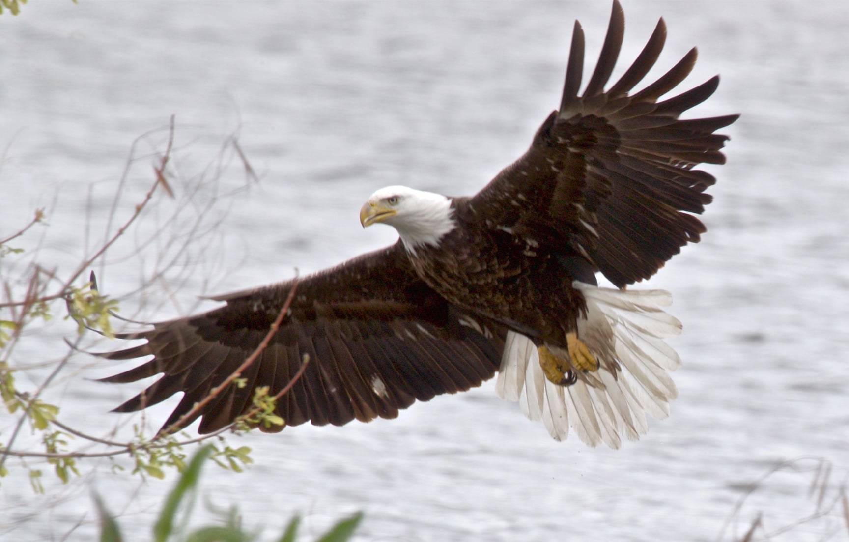Bald Eagle on the Prowl Everything South Dakota