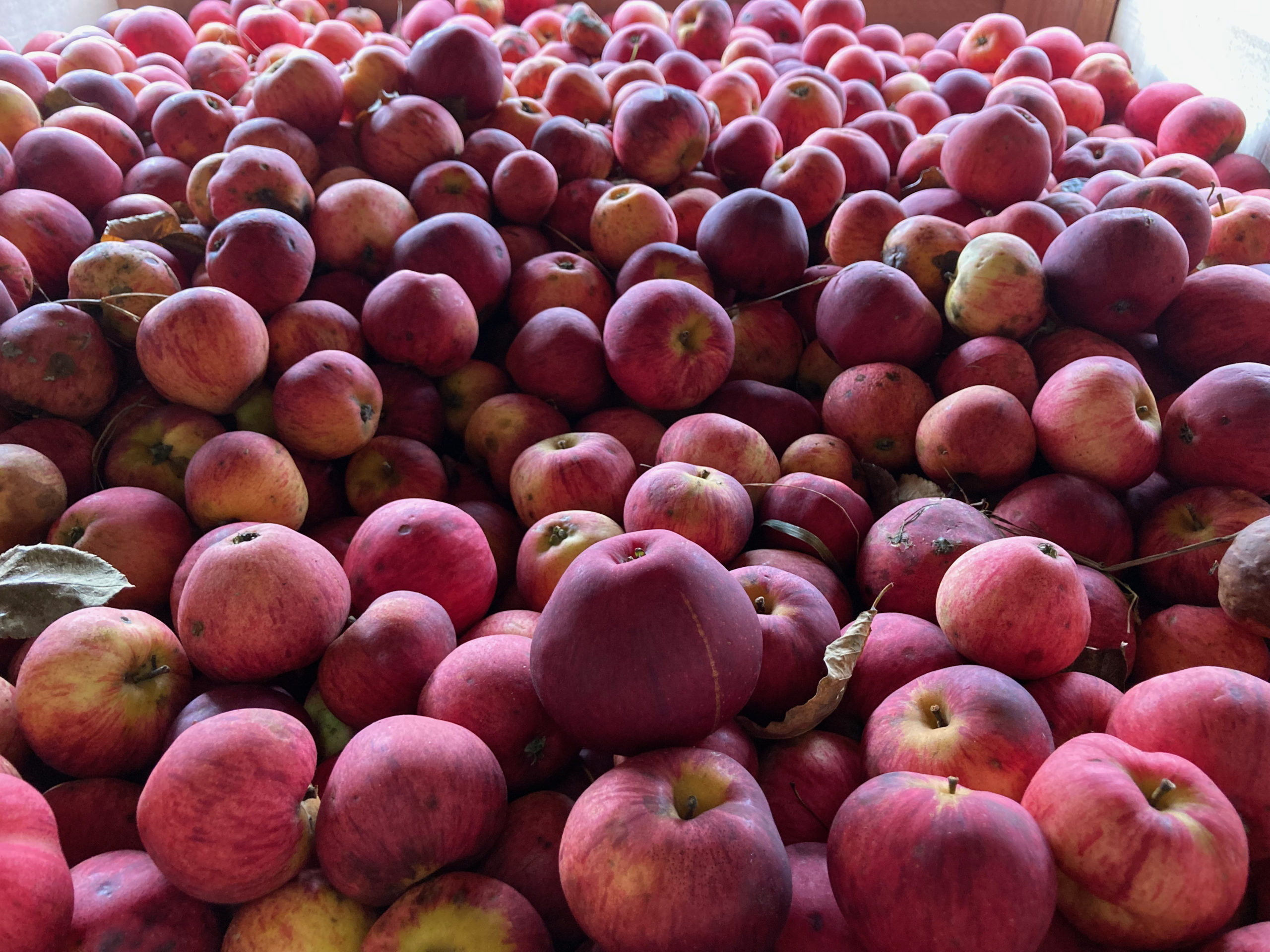 Ellis Bitter Eve's Cidery