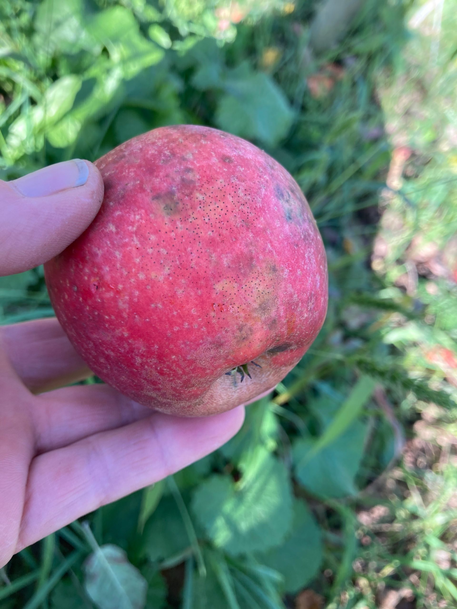 Esopus Spitzenburg Eve's Cidery