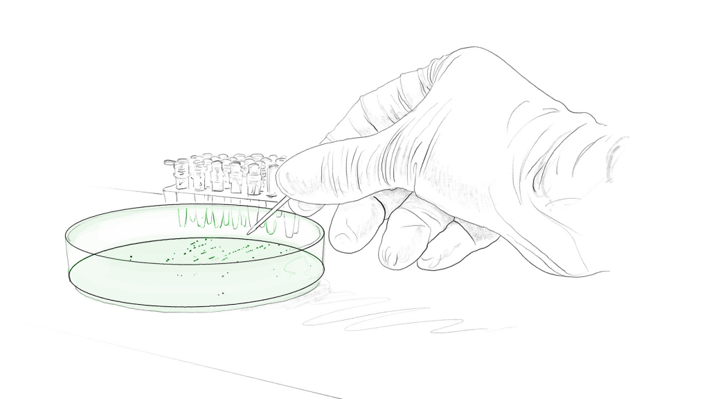 protein Definition, Examples & Production evitria