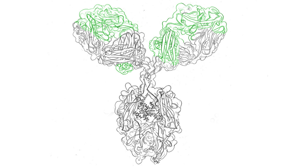 What is a monoclonal antibody? evitria