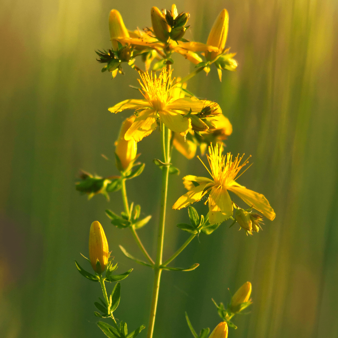 Feeding Your Inner Sun with St. John’s Wort (Hypericum perforatum