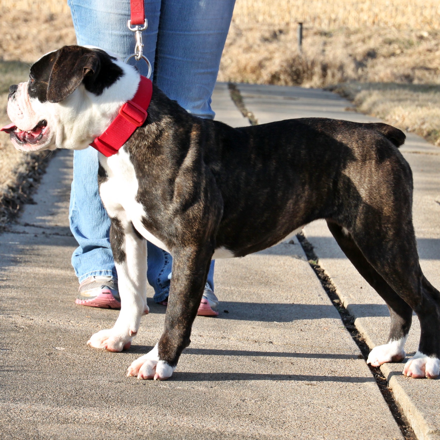 Build Your Own Dog Carpet Mill My Bios