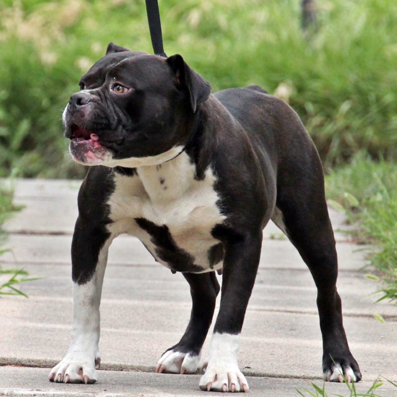 Olde English Bulldogge breeder Evolution Bulldogges
