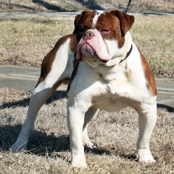Evolution's Brick Wall Olde English Bulldogge