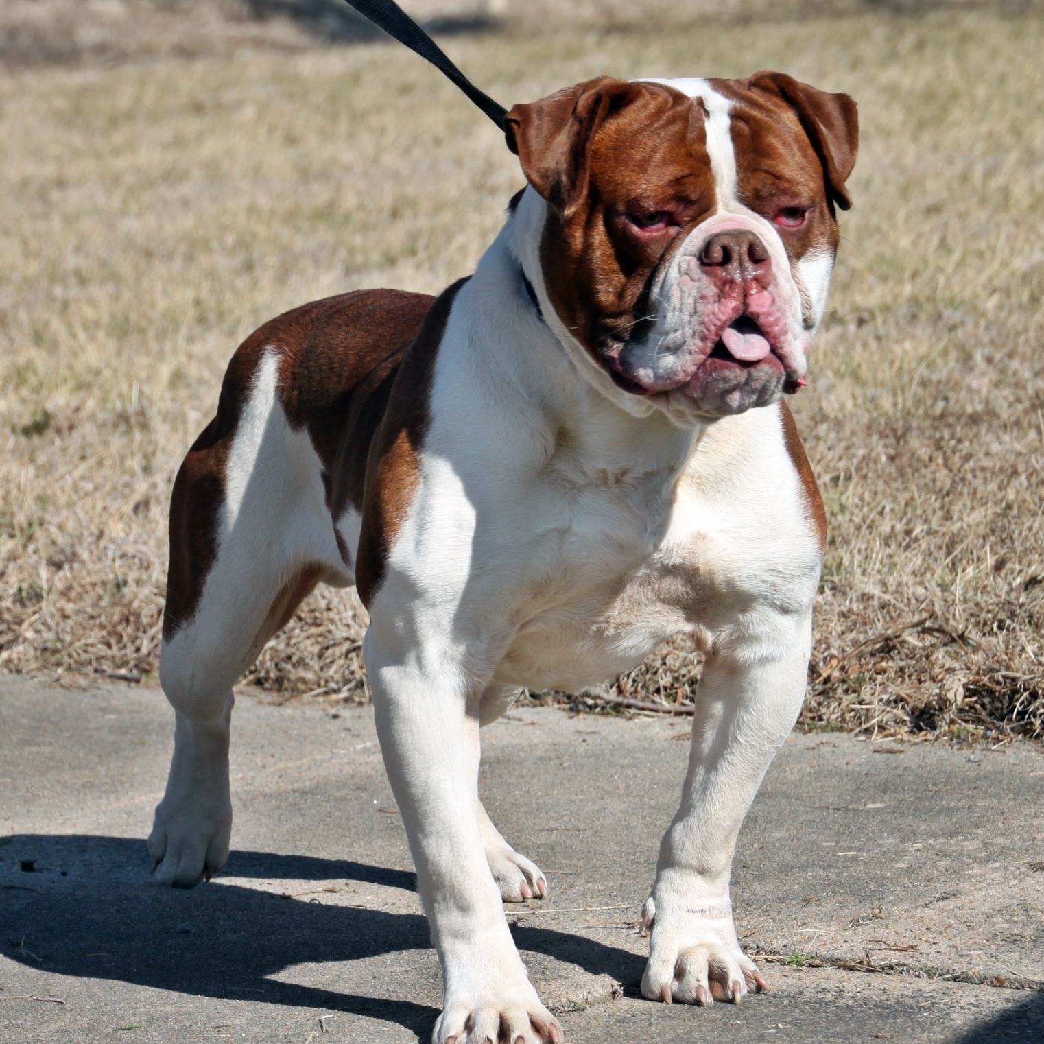 Evolution's Brick Wall Olde English Bulldogge