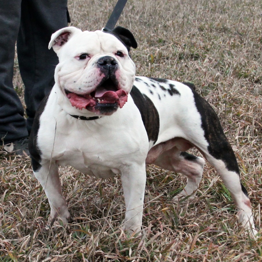 Olde English Bulldogge Studs at Evolution Bulldogges