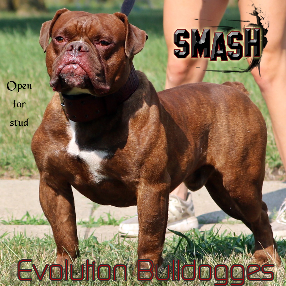 Olde English Bulldogge Studs at Evolution Bulldogges