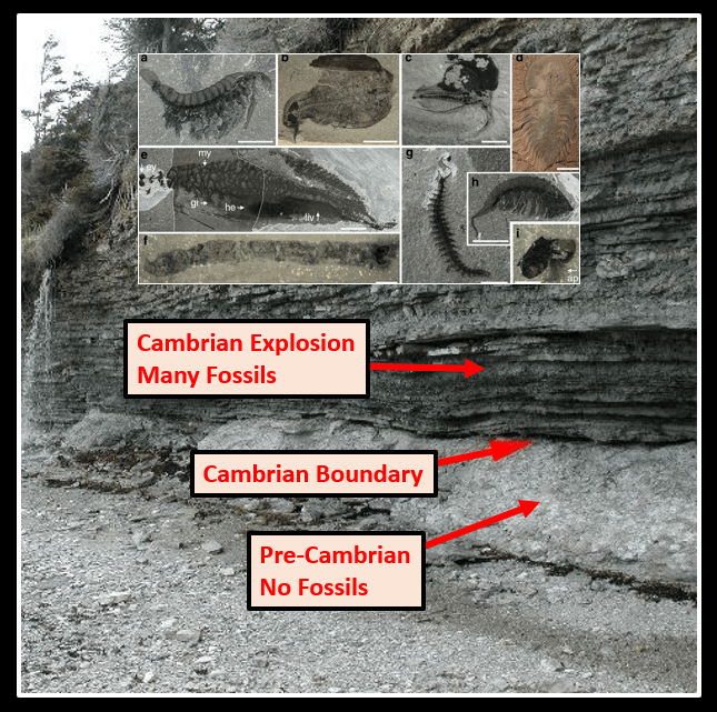 CAMBRIAN EXPLOSION REVEALS TRANSITIONAL FORMS ARE MISSING Evolution