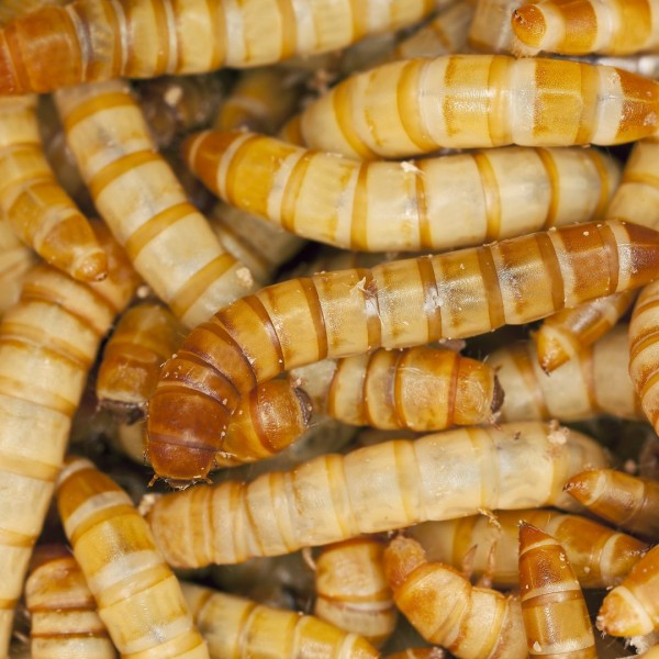 Live Reptile Food Evolution Reptiles