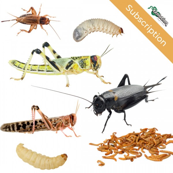 Reptile Food Dry Food, Live Food & Frozen Food