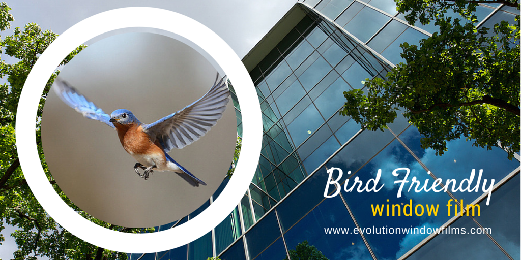 Bird Friendly Window Markers Evolution Window Films