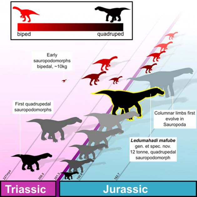 Remains of Newest Sauropod Dinosaur Discovered! Evolving Science