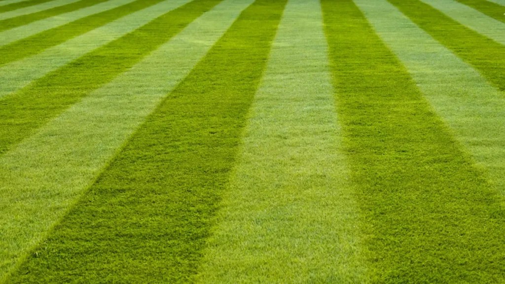 15 Examples of Grasses Examples Lab