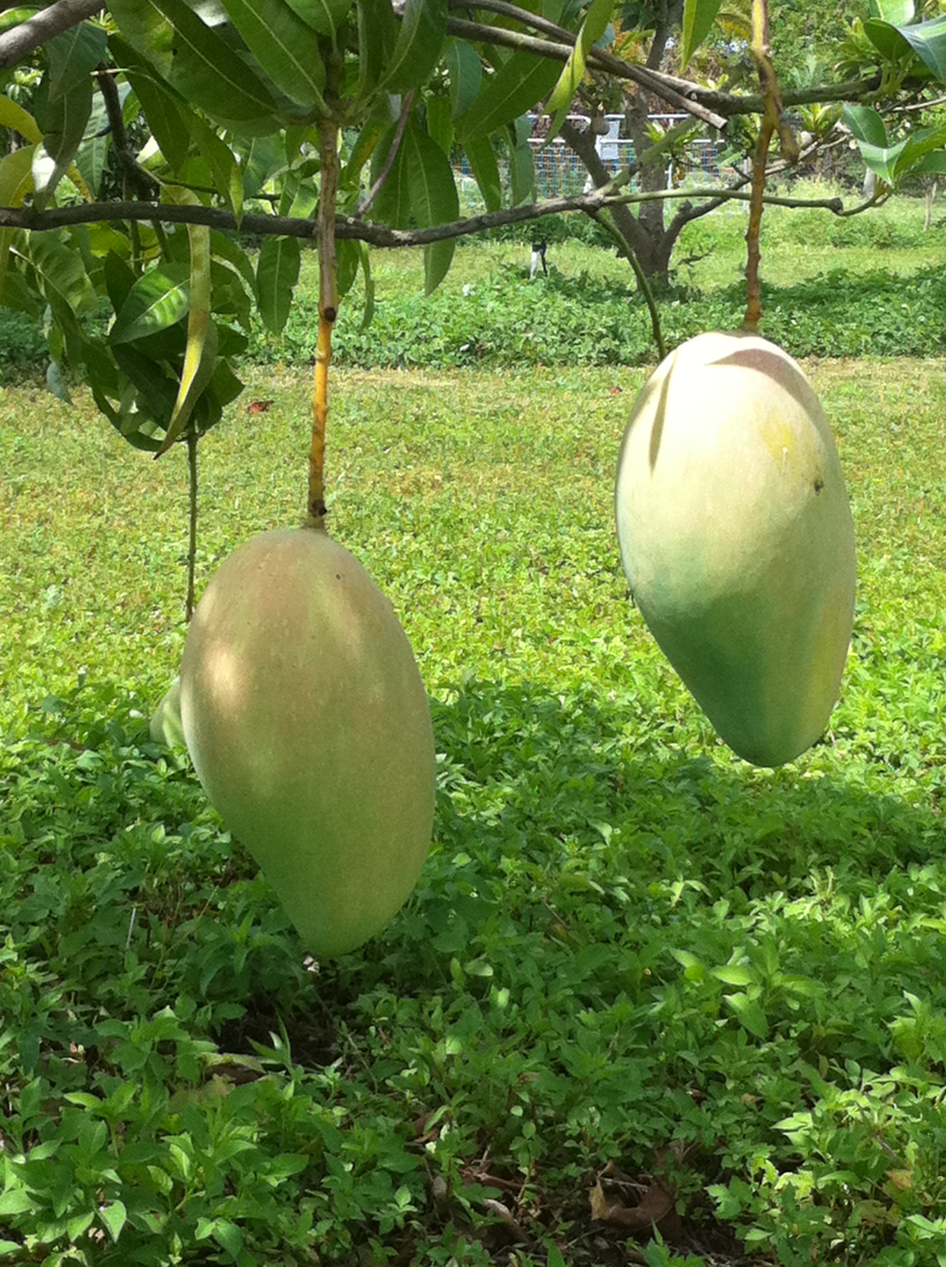 Fruit Trees Home Gardening Apple, Cherry, Pear, Plum Fruit Trees For