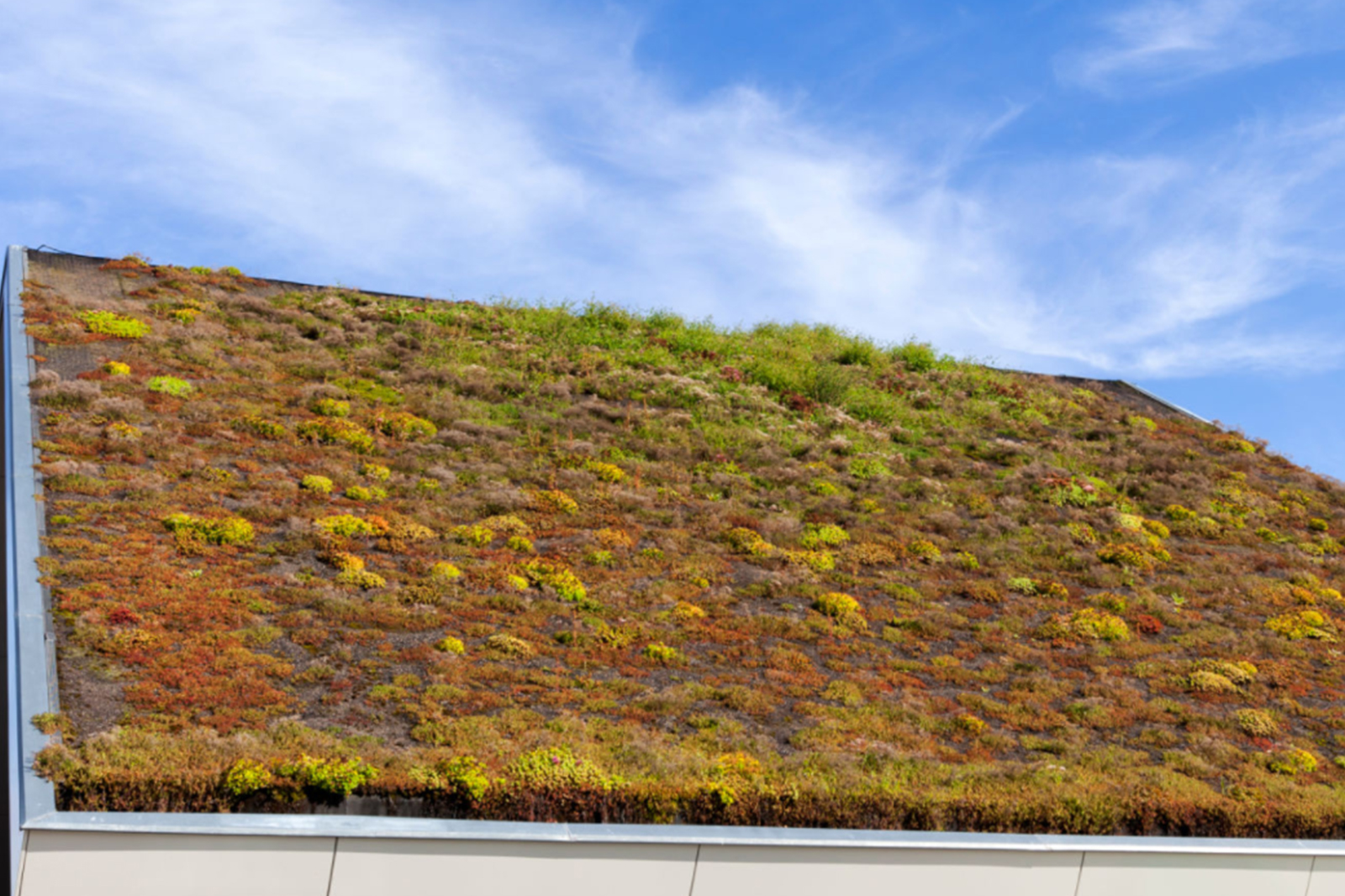 What are Some Advantages and Disadvantages of Green Roofs