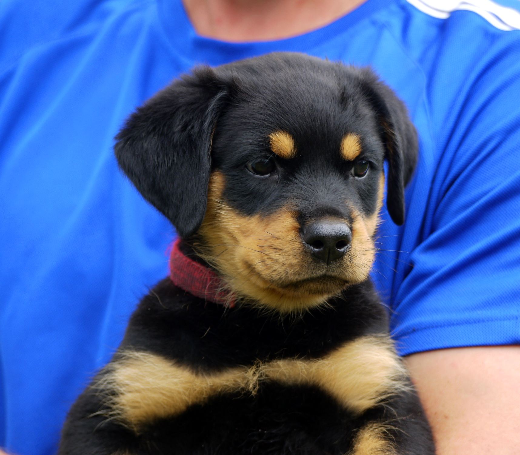 Rottweiler Puppies for Sale ‘F’ Litter Brisbane Dog Trainer
