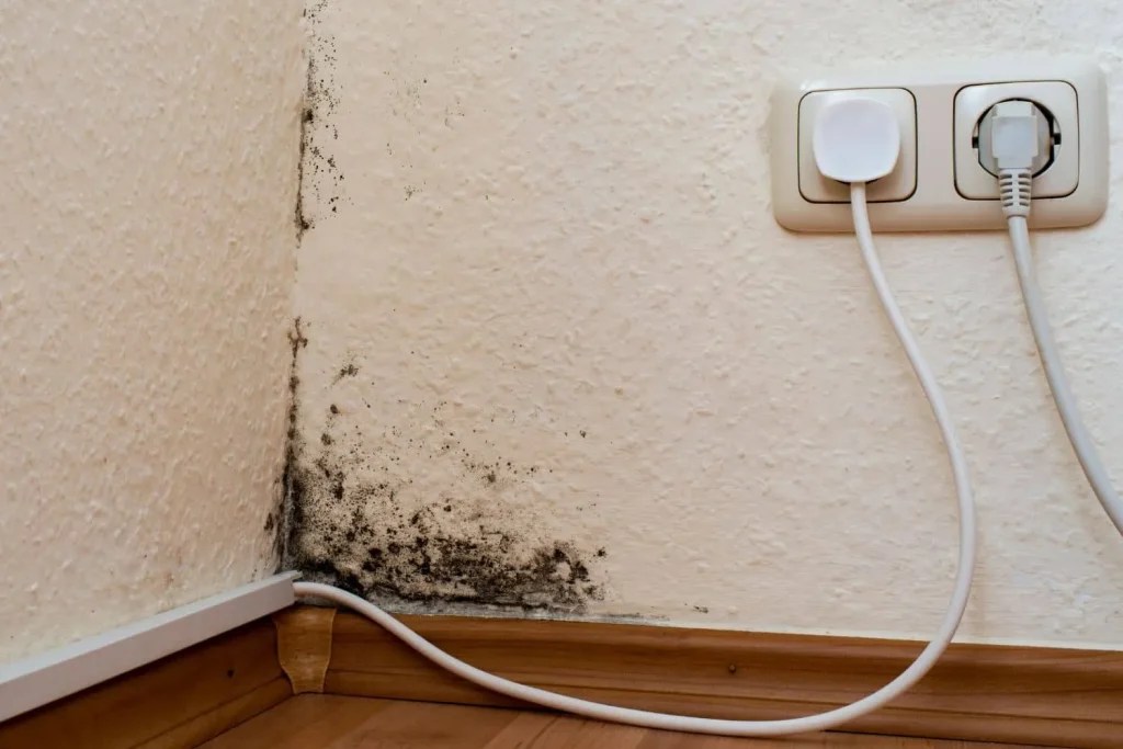 Excel Restoration Answer the Question Can Mold Spread From Room To Room