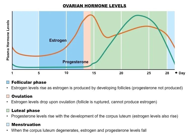 Could the ratio of progesterone to estradiol affect water retention in