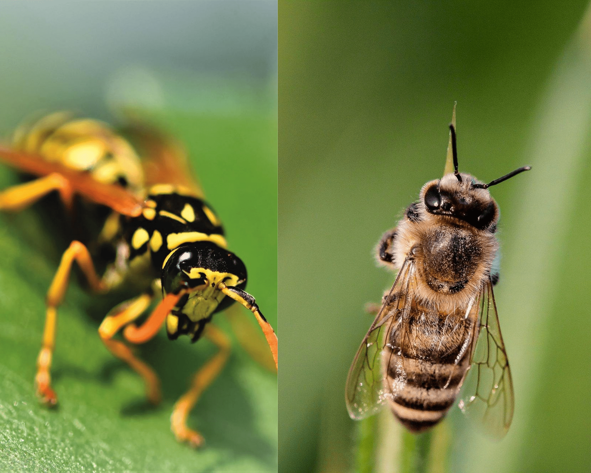 Wasps vs Bees What's the Difference? Excel Pest Services