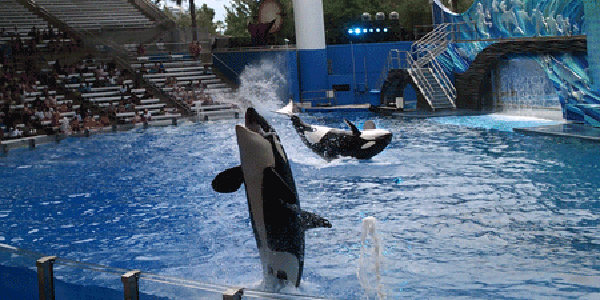 Orlando Events June 2023 Sea World and Discovery Cove Dolphin Swim Orlando, FL June 2023