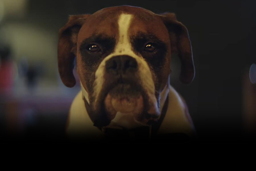 New John Lewis Christmas Advert 2016 'Buster the Boxer' highlights best