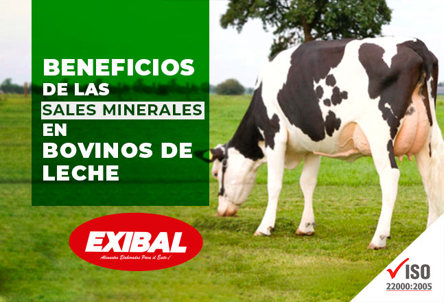 Beneficios sal mineral en En bovinos de leche Exibal