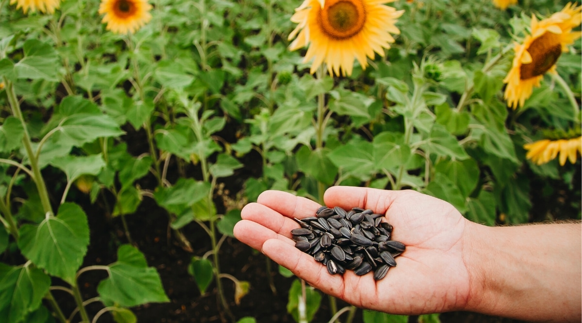 Exim Code 1206 Sunflower Seeds Global Market Opportunity and Top ExporterImporter Countries