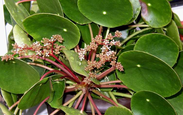 Unbekannte Zimmerpflanze (schaut aus wie eine Dotterblume
