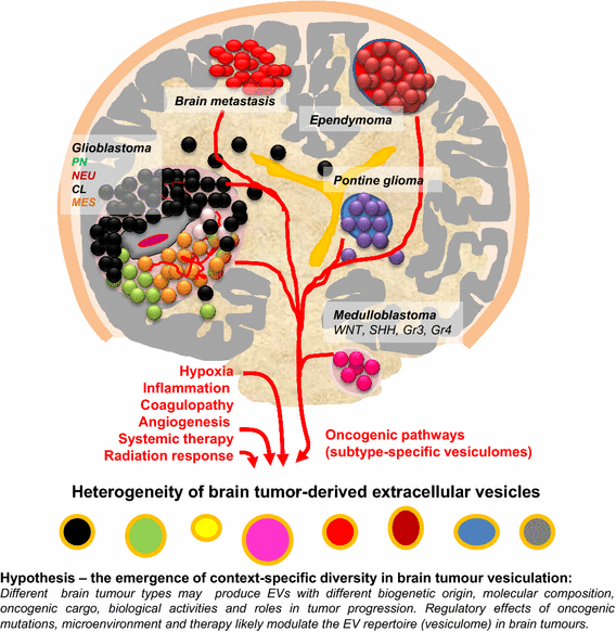 Extracellular Vesicles in Brain Tumor Progression Exosome RNA