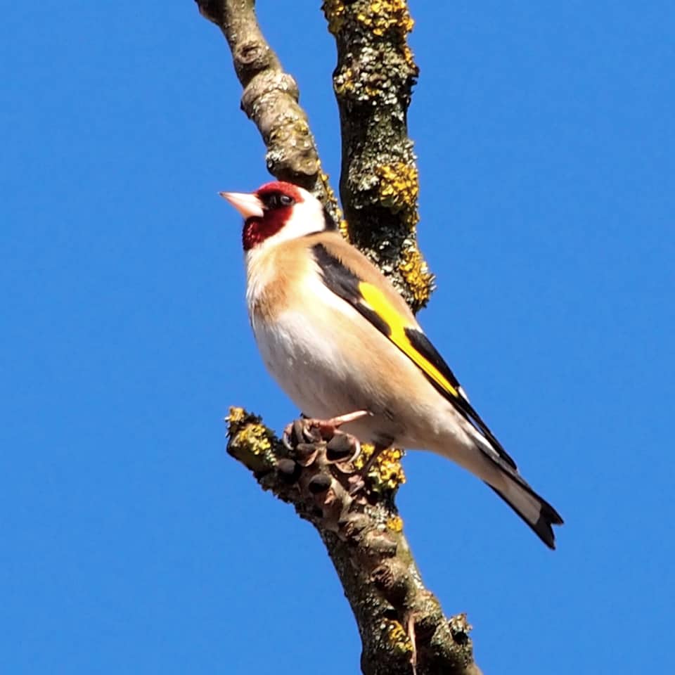 Stieglitz Der Exotengärtner