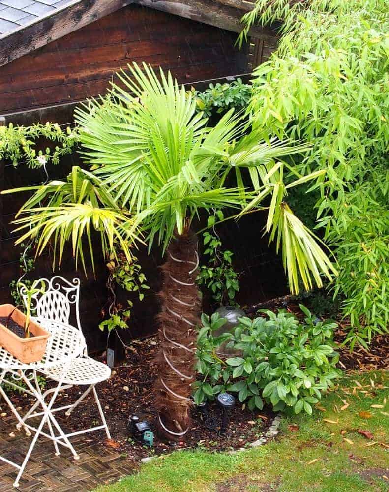 40+ elegant Bild Palme Im Garten / Palmen Fur Den Mediterranen Garten